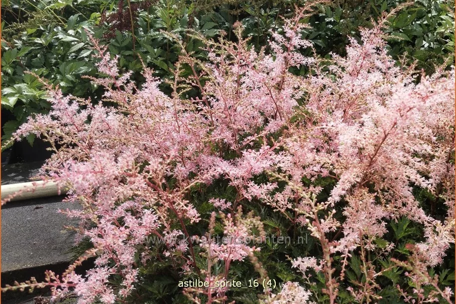 Astilbe glaberrima 'Sprite'