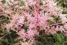 Astilbe glaberrima 'Sprite'