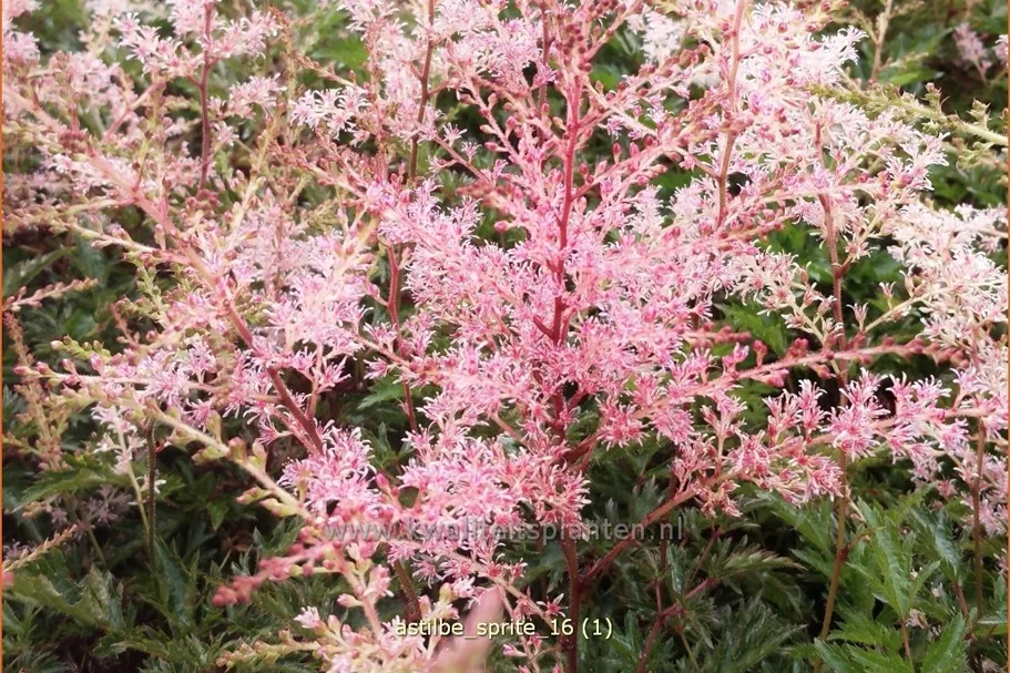 Astilbe glaberrima 'Sprite'