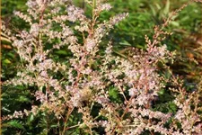 Astilbe glaberrima 'Sprite'