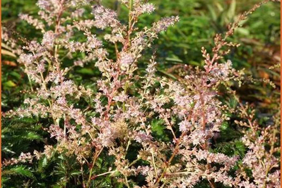 Astilbe glaberrima 'Sprite'