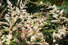 Astilbe glaberrima 'Sprite'