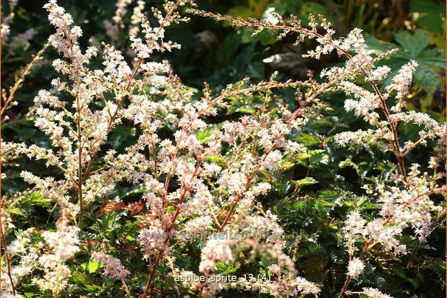 Astilbe glaberrima 'Sprite'
