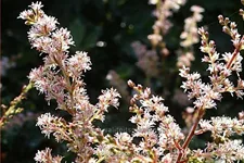 Astilbe glaberrima 'Sprite'
