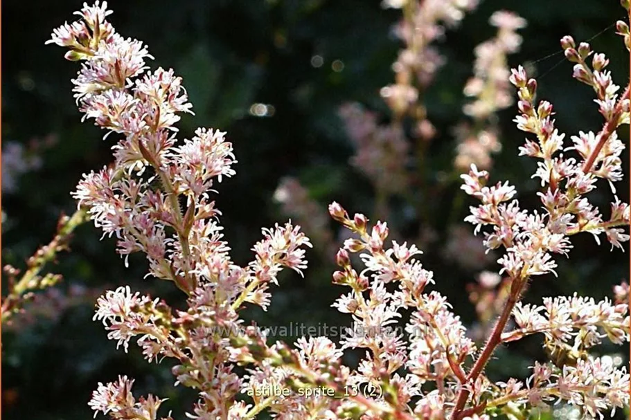 Astilbe glaberrima 'Sprite'
