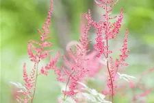Astilbe glaberrima 'Sprite'