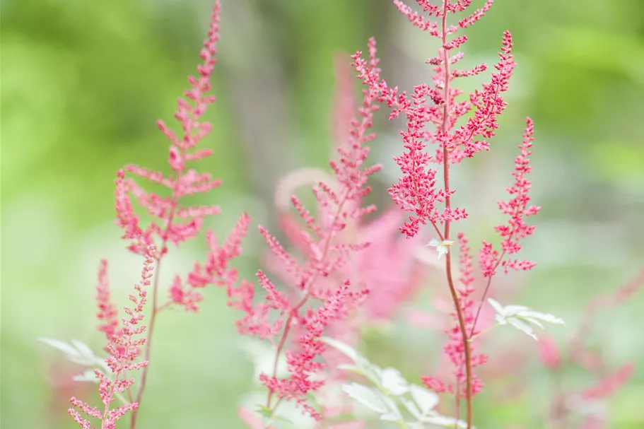 Astilbe glaberrima 'Sprite'