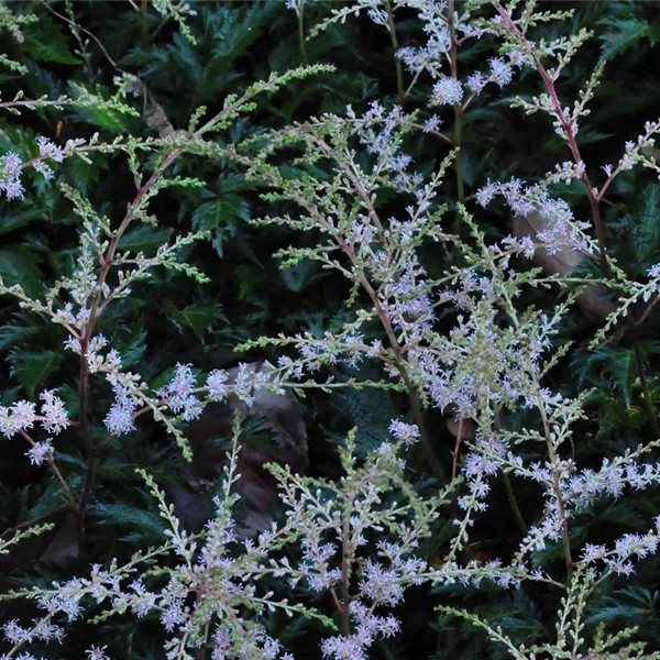 Astilbe glaberrima 'Sprite'