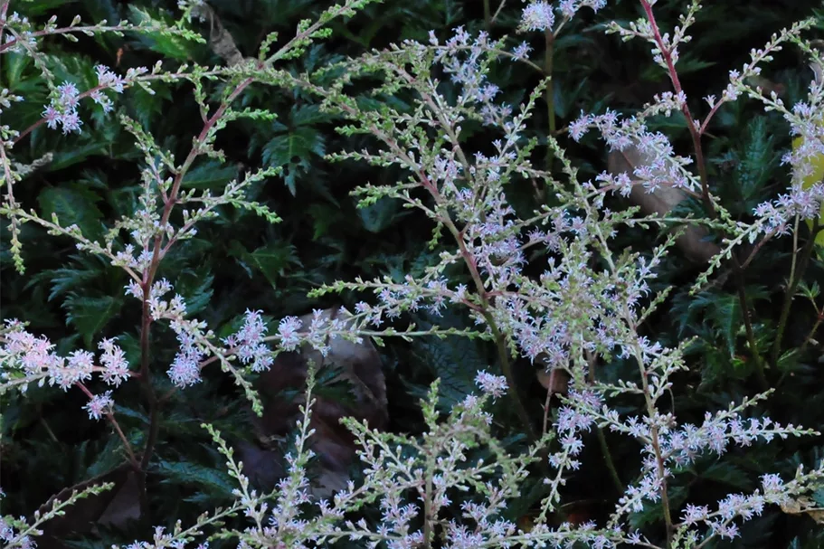 Astilbe glaberrima 'Sprite'