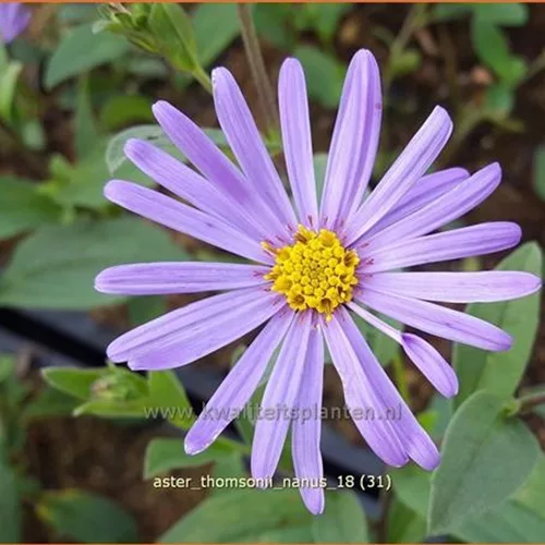 Aster thomsonii 'Nanus'