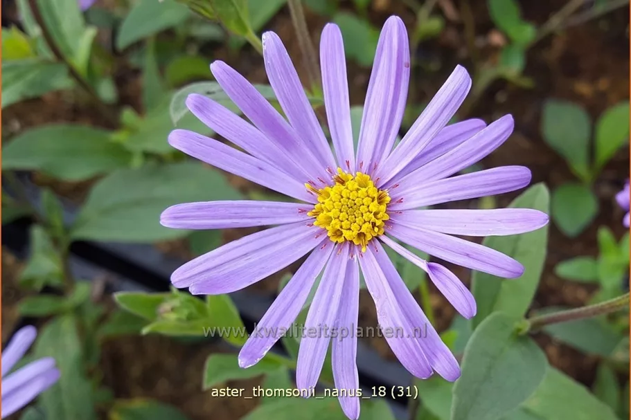 Aster thomsonii 'Nanus'