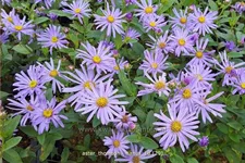 Aster thomsonii 'Nanus'