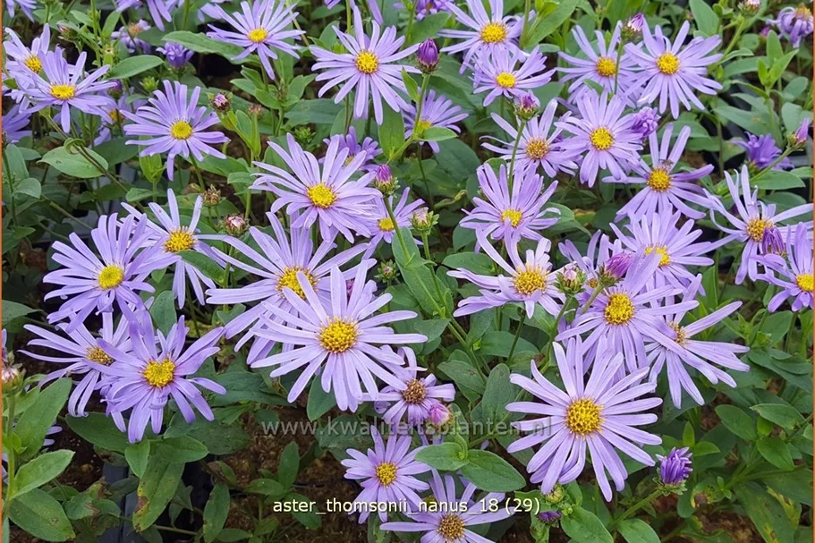 Aster thomsonii 'Nanus'