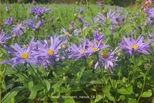 Aster thomsonii 'Nanus'