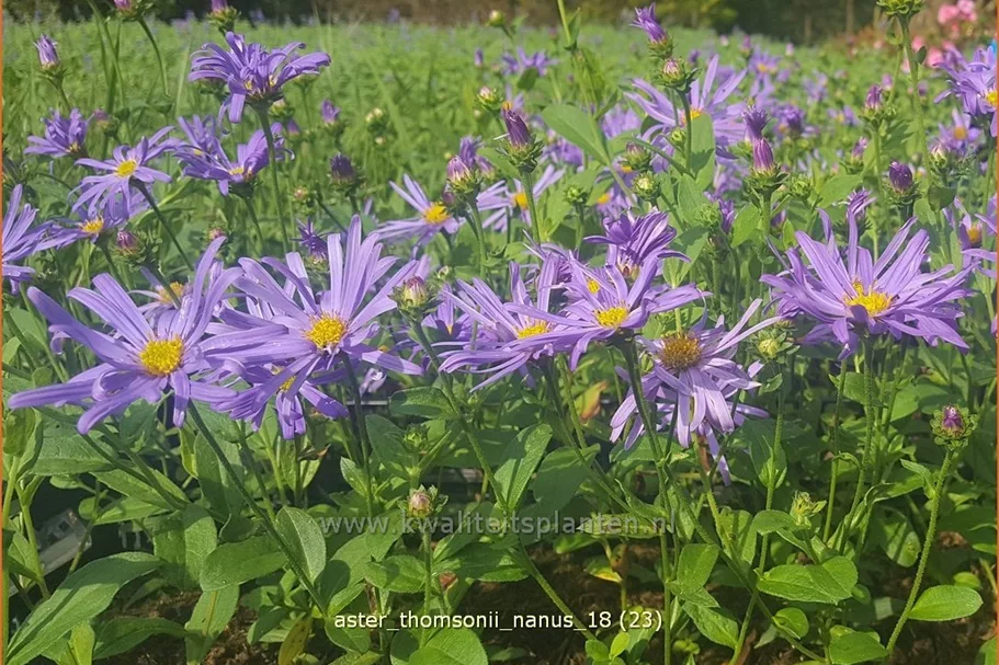 Aster thomsonii 'Nanus'