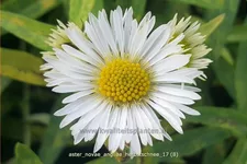 Aster novae-angliae 'Herbstschnee'