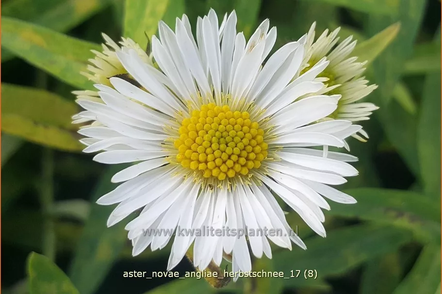 Aster novae-angliae 'Herbstschnee'