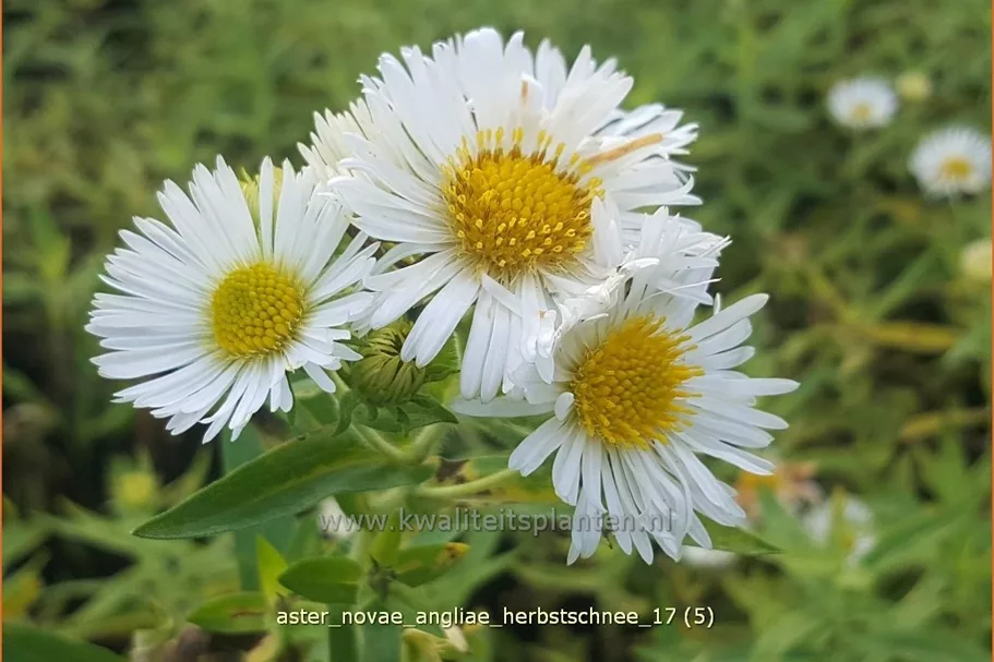 Aster novae-angliae 'Herbstschnee'