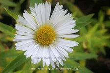 Aster novae-angliae 'Herbstschnee'