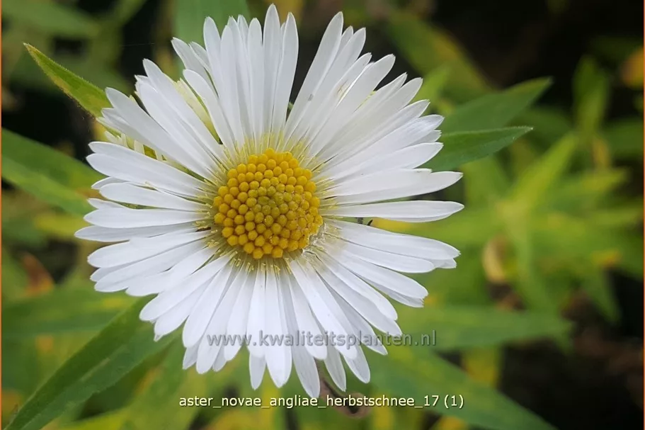 Aster novae-angliae 'Herbstschnee'