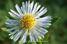 Aster novae-angliae 'Herbstschnee'