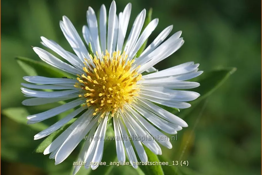 Aster novae-angliae 'Herbstschnee'