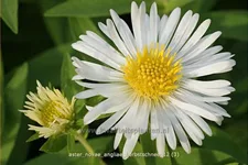 Aster novae-angliae 'Herbstschnee'