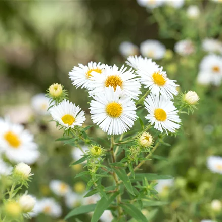 Aster novae-angliae 'Herbstschnee'