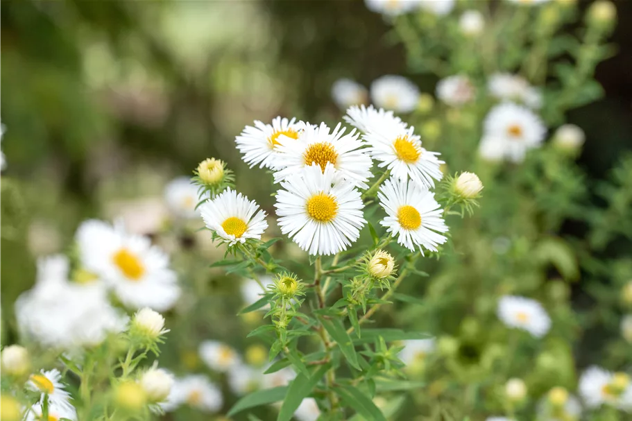 Aster novae-angliae 'Herbstschnee'