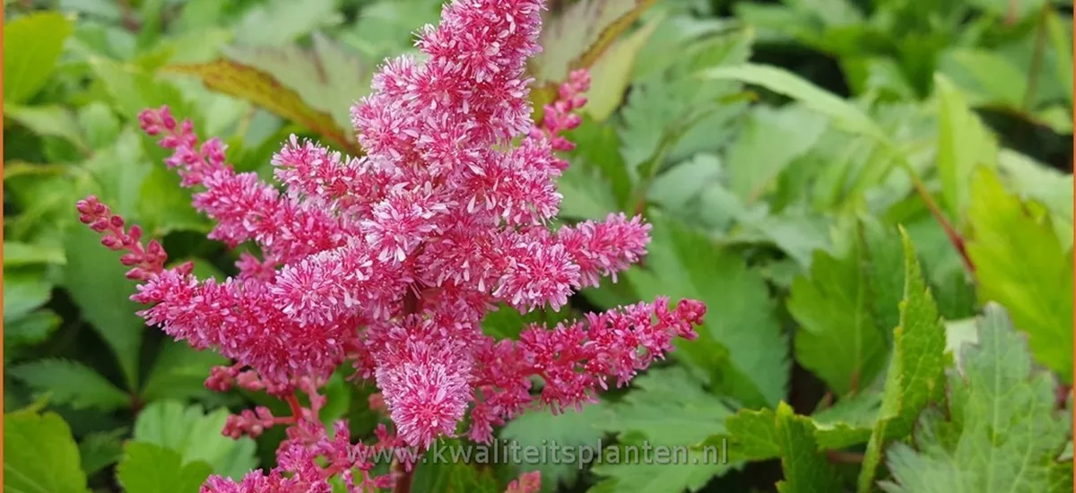 Astilbe japonica 'Vesuvius'