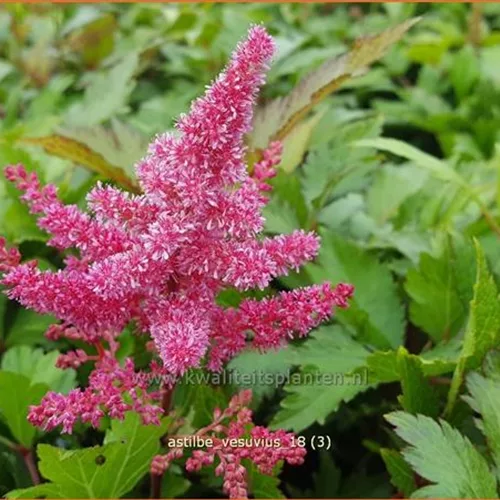 Astilbe japonica 'Vesuvius'