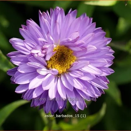 Aster dumosus 'Barbados'®