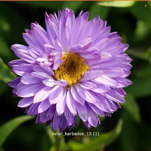 Aster dumosus 'Barbados'®