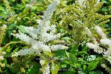 Astilbe japonica 'Washington'