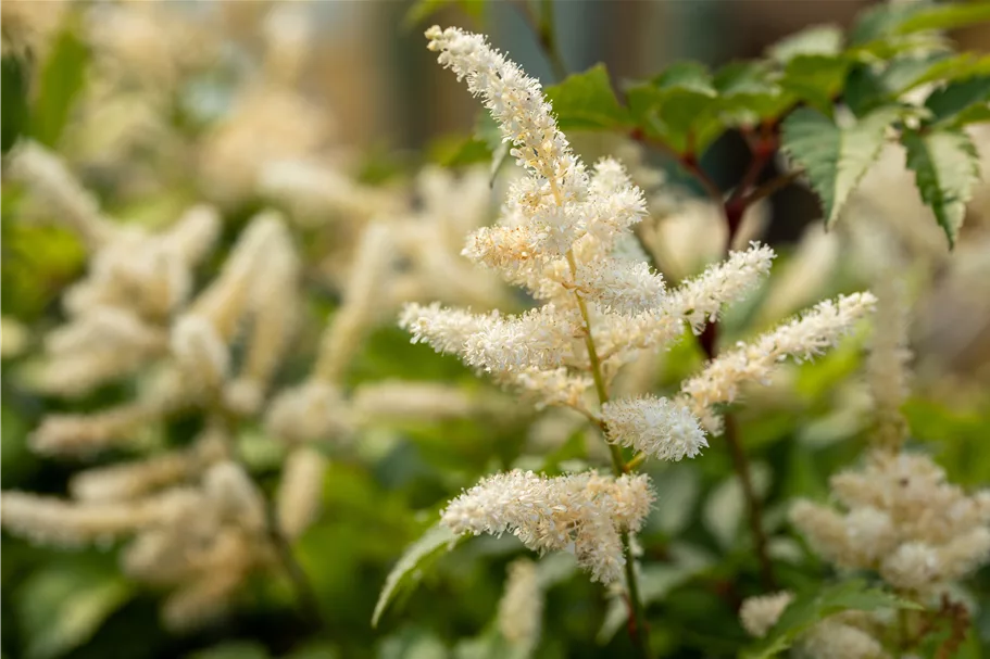Astilbe japonica 'Washington'