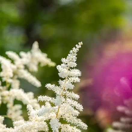 Astilbe japonica 'Washington'