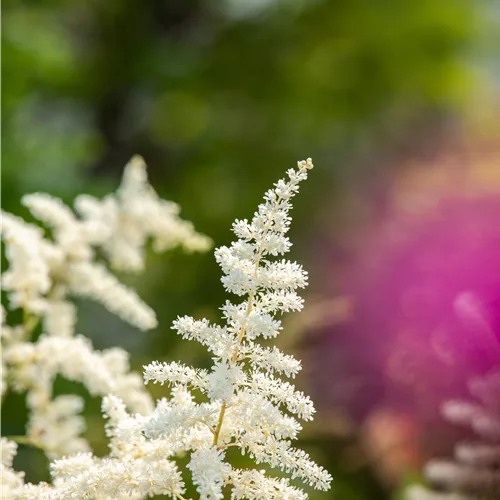 Astilbe japonica 'Washington'