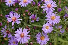 Aster novi-belgii 'Treffpunkt'