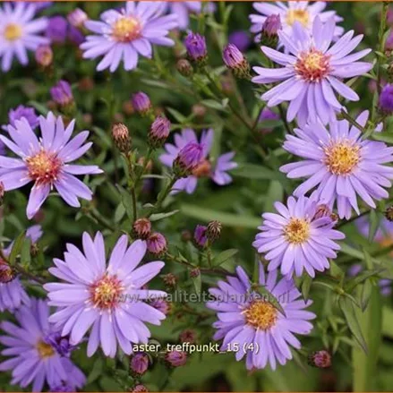 Aster novi-belgii 'Treffpunkt'