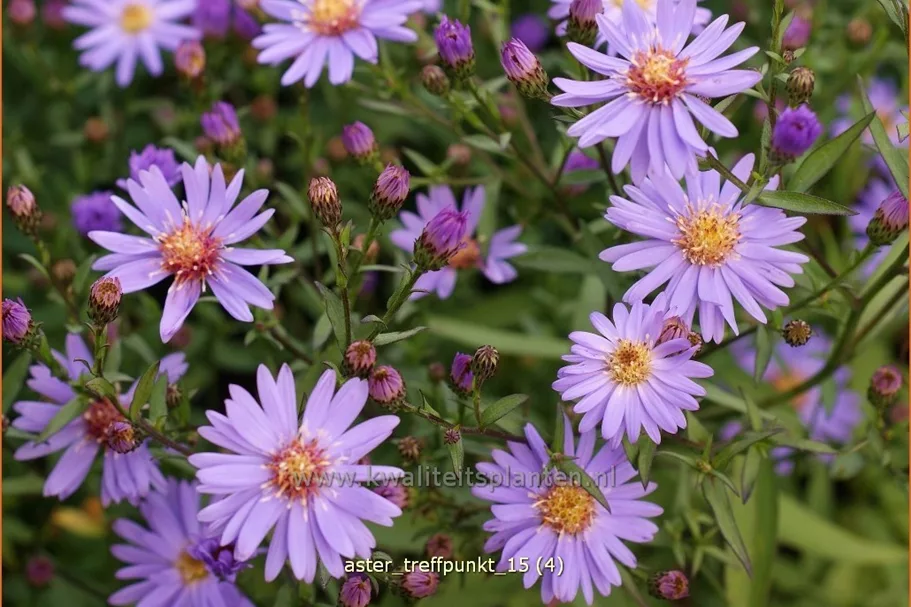 Aster novi-belgii 'Treffpunkt'
