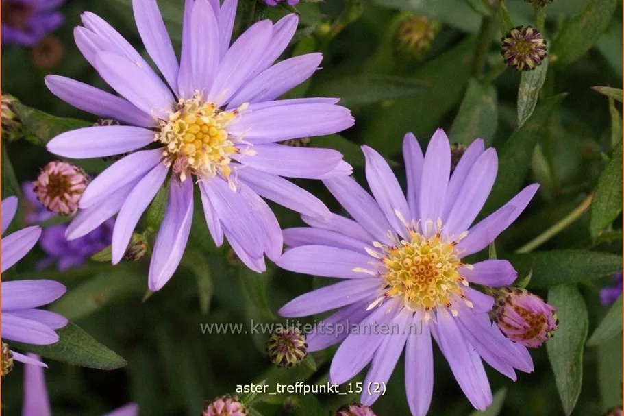 Aster novi-belgii 'Treffpunkt'