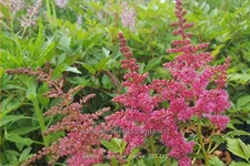 Astilbe japonica 'Younique Cerise'®