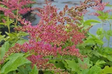Astilbe japonica 'Younique Cerise'®