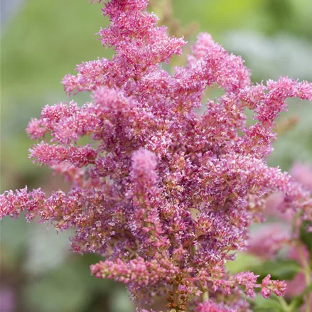 Astilbe japonica 'Younique Cerise'®