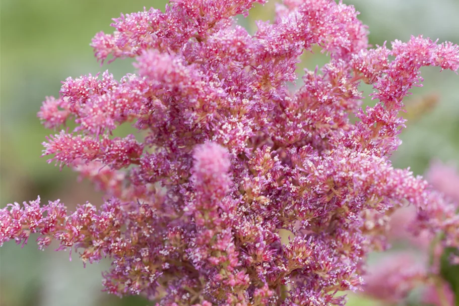 Astilbe japonica 'Younique Cerise'®