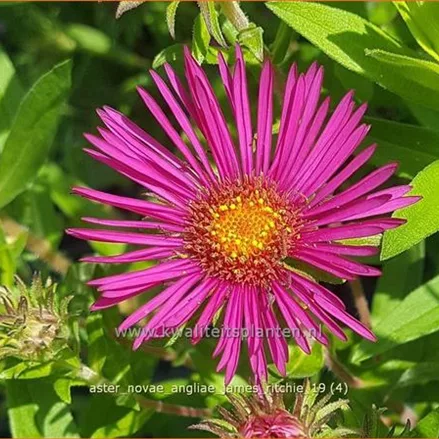 Aster novae-angliae 'James Ritchie'
