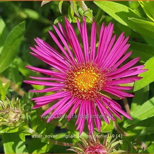 Aster novae-angliae 'James Ritchie'