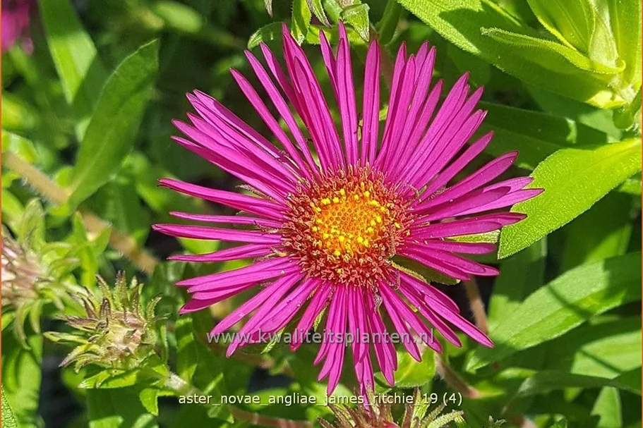 Aster novae-angliae 'James Ritchie'
