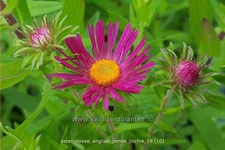 Aster novae-angliae 'James Ritchie'