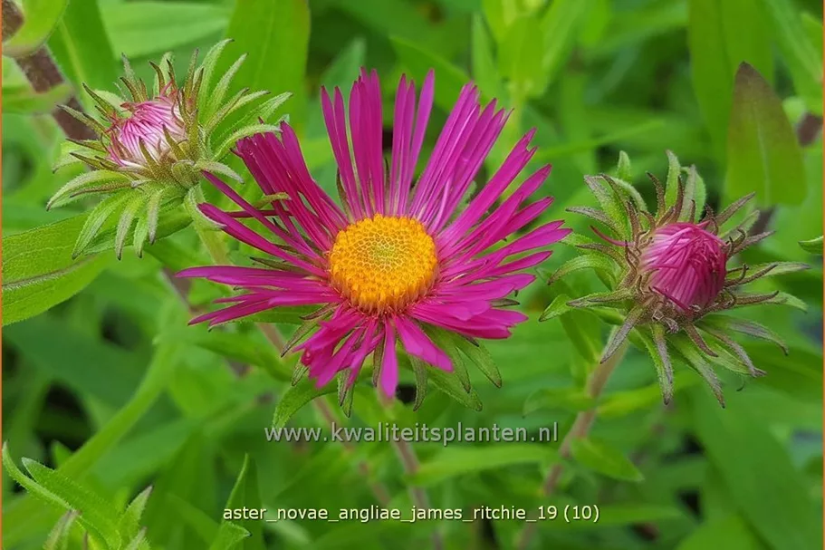 Aster novae-angliae 'James Ritchie'